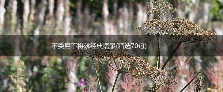 不委屈不将就经典语录(精选70句),第1张