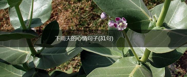 下雨天的心情句子(31句),第1张