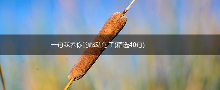 一句我养你的感动句子(精选40句),第1张