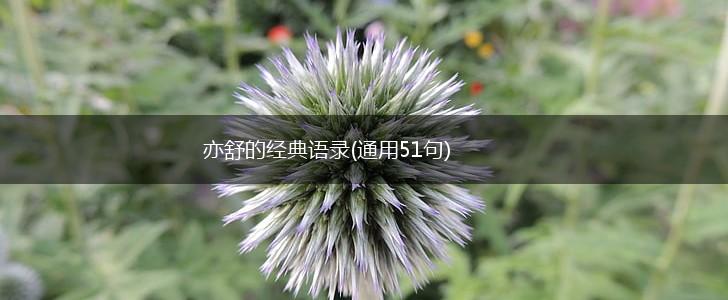 亦舒的经典语录(通用51句),第1张