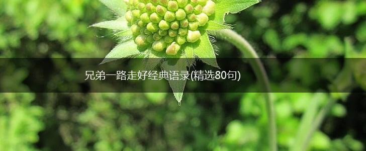 兄弟一路走好经典语录(精选80句),第1张
