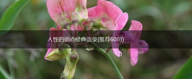 人性的弱点经典语录(推荐60句),第1张