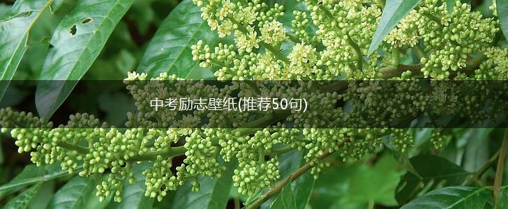 中考励志壁纸(推荐50句),第1张
