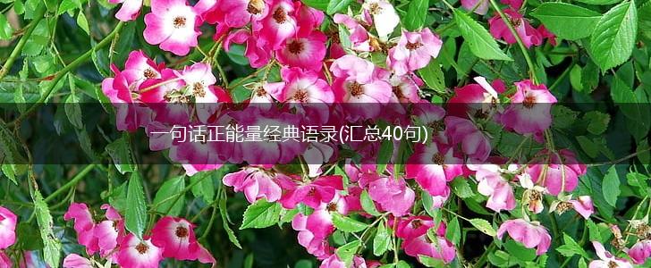 一句话正能量经典语录(汇总40句),第1张