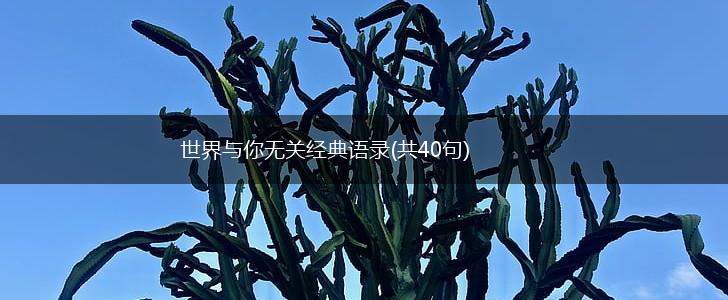 世界与你无关经典语录(共40句),第1张