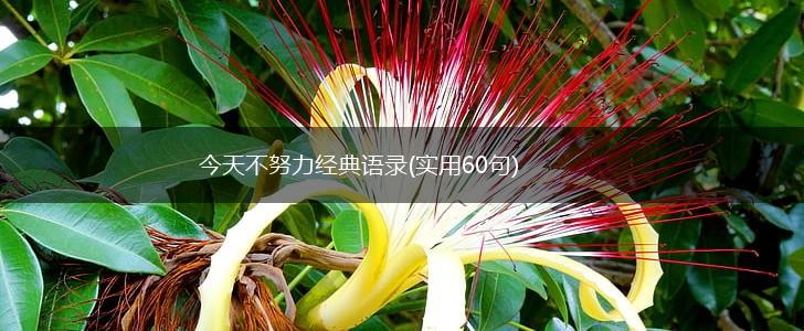 今天不努力经典语录(实用60句),第1张