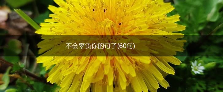 不会辜负你的句子(60句),第1张