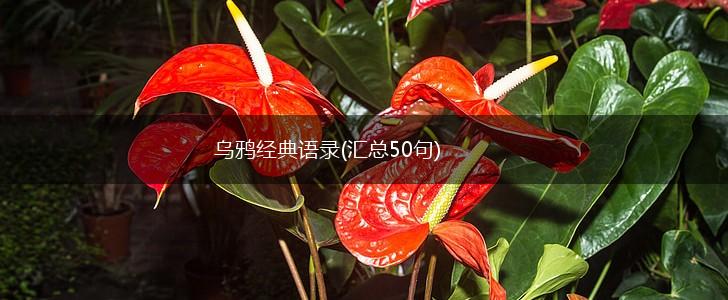 乌鸦经典语录(汇总50句),第1张