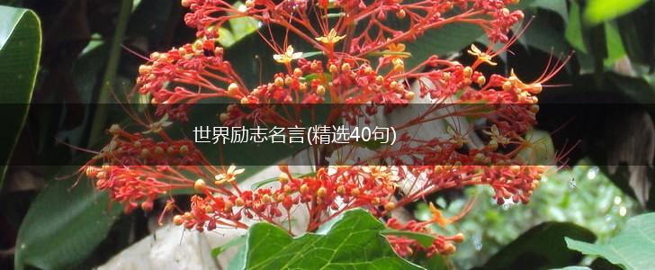 世界励志名言(精选40句),第1张