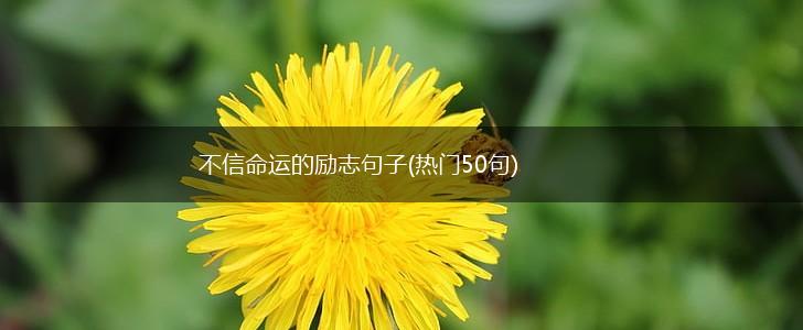 不信命运的励志句子(热门50句),第1张