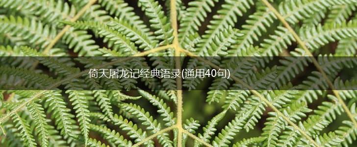 倚天屠龙记经典语录(通用40句),第1张