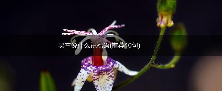买车说什么祝福语(推荐40句),第1张