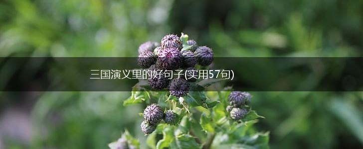 三国演义里的好句子(实用57句),第1张
