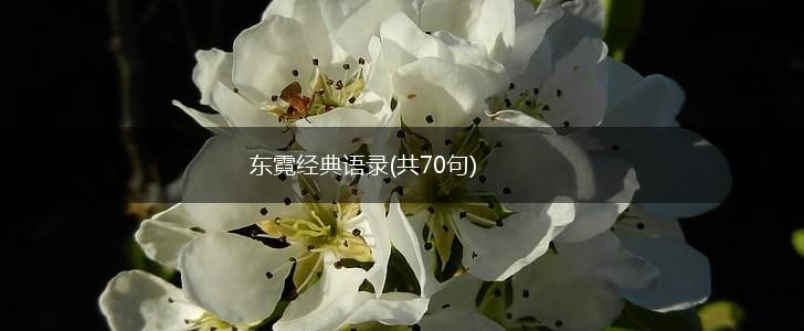 东霓经典语录(共70句),第1张