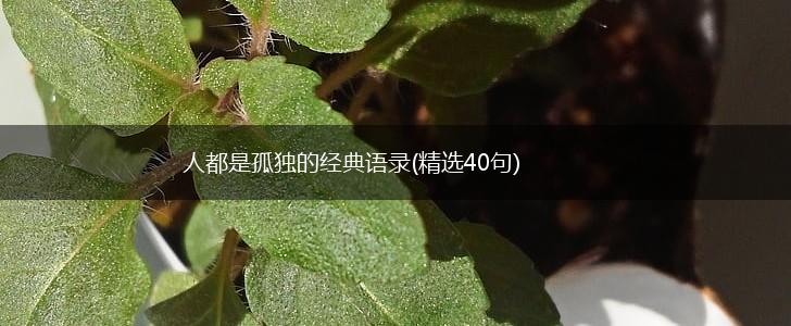 人都是孤独的经典语录(精选40句),第1张