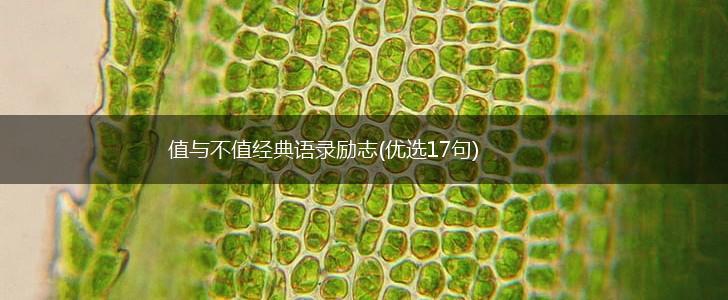 值与不值经典语录励志(优选17句),第1张