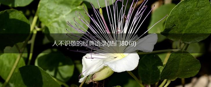 人不识敬的经典语录(热门80句),第1张