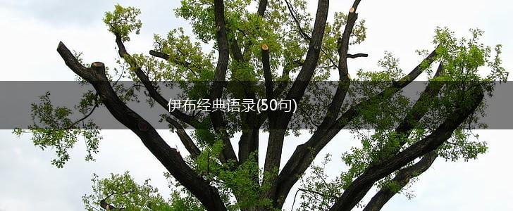 伊布经典语录(50句),第1张