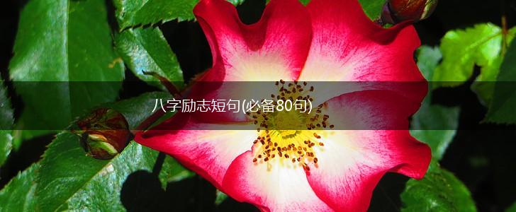 八字励志短句(必备80句),第1张