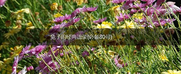 兔子的经典语录(必备80句),第1张