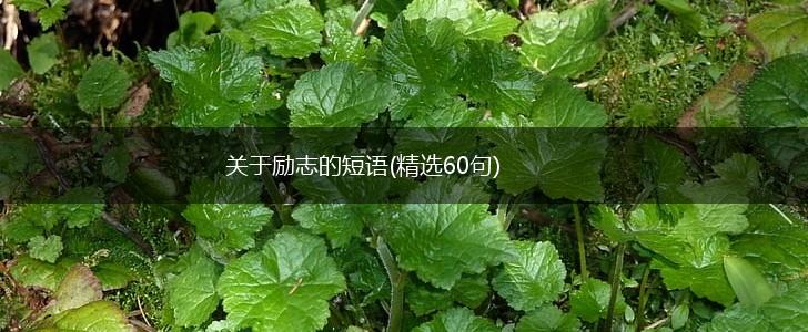 关于励志的短语(精选60句),第1张
