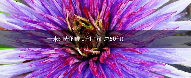 一米阳光的唯美句子(汇总50句),第1张
