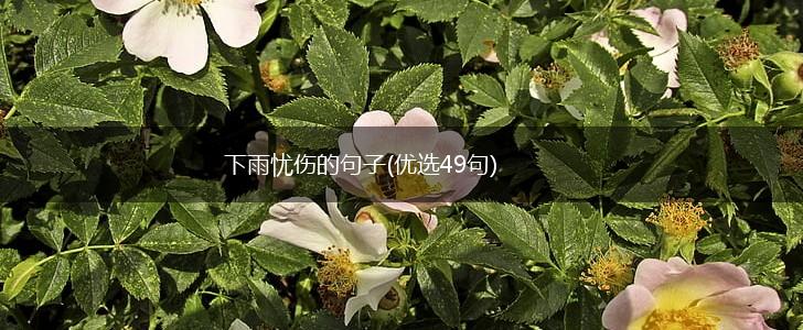 下雨忧伤的句子(优选49句),第1张