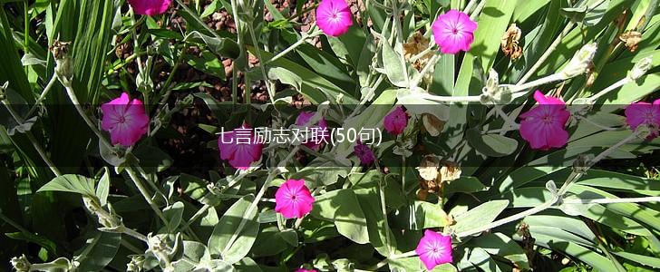 七言励志对联(50句),第1张
