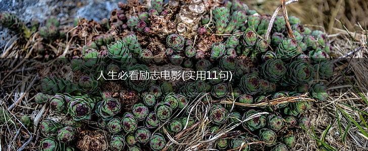 人生必看励志电影(实用11句),第1张