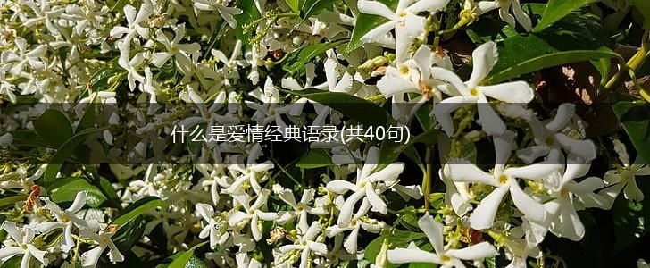 什么是爱情经典语录(共40句),第1张
