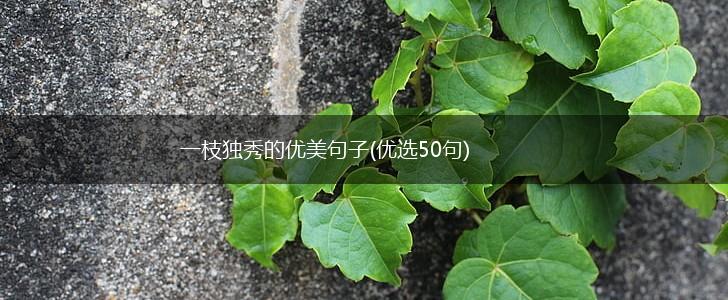 一枝独秀的优美句子(优选50句),第1张