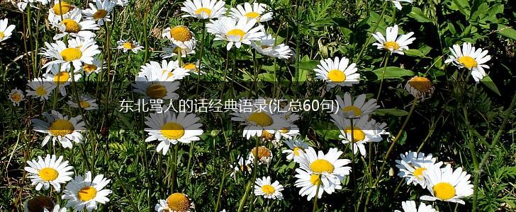 东北骂人的话经典语录(汇总60句),第1张