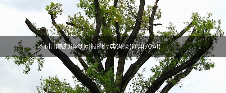 不付出就想得到回报的经典语录(通用70句),第1张