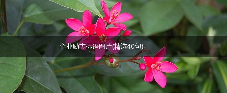 企业励志标语图片(精选40句),第1张
