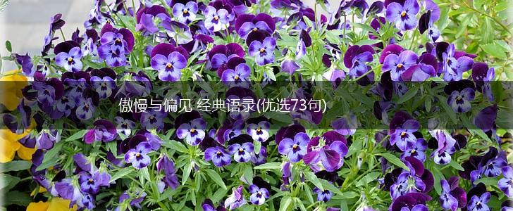 傲慢与偏见 经典语录(优选73句),第1张