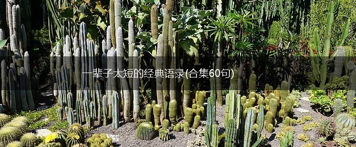 一辈子太短的经典语录(合集60句),第1张