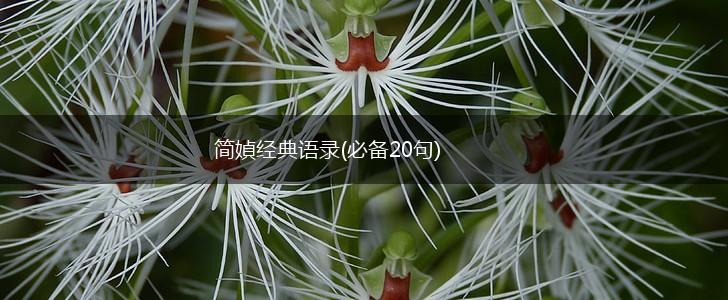 简媜经典语录(必备20句),第1张