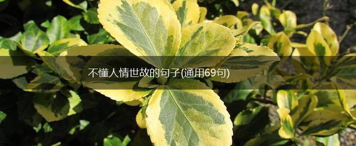 不懂人情世故的句子(通用69句),第1张