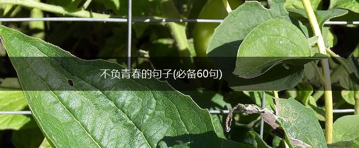 不负青春的句子(必备60句),第1张