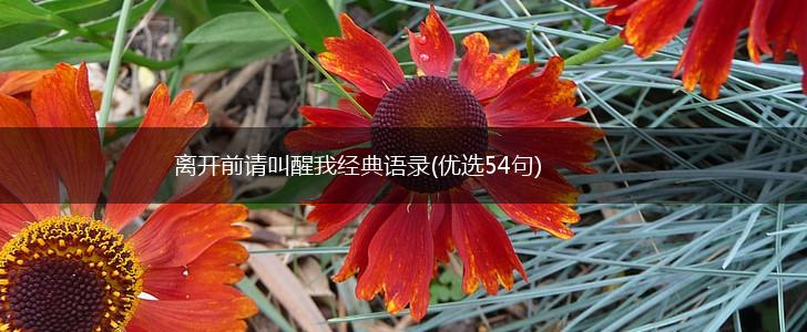 离开前请叫醒我经典语录(优选54句),第1张