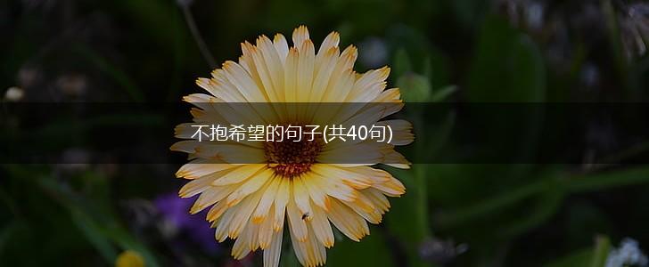不抱希望的句子(共40句),第1张