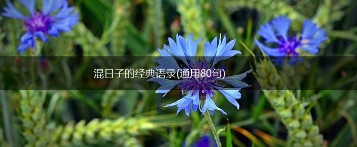 混日子的经典语录(通用80句),第1张