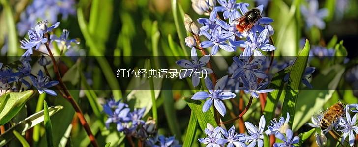 红色经典语录(77句),第1张