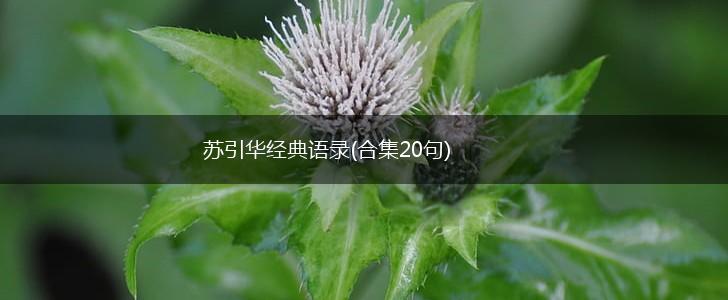 苏引华经典语录(合集20句),第1张