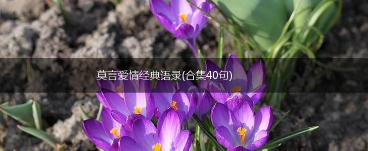 莫言爱情经典语录(合集40句),第1张