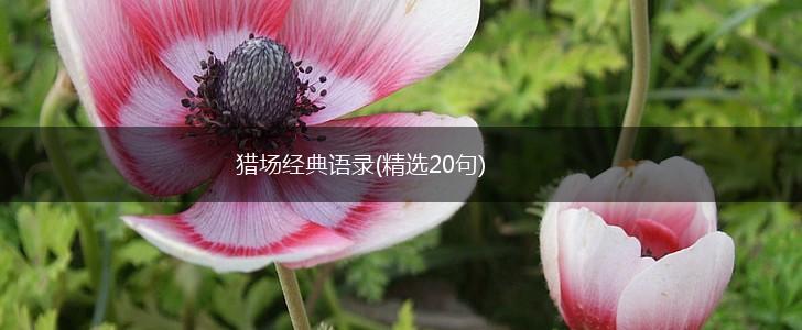 猎场经典语录(精选20句),第1张