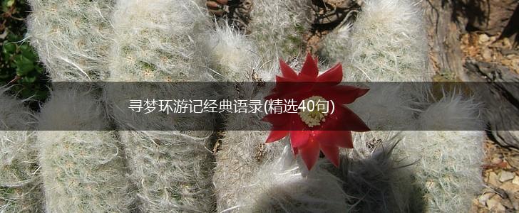 寻梦环游记经典语录(精选40句),第1张
