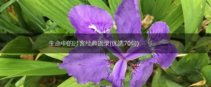 生命中的过客经典语录(优选70句),第1张 生命中的过客经典语录(优选70句),第1张