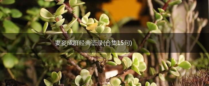 妻妾成群经典语录(合集15句),第1张