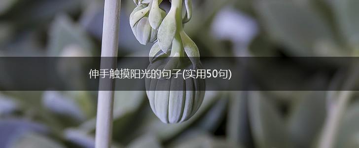 伸手触摸阳光的句子(实用50句),第1张